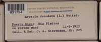 Arcyria denudata image